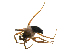  ( - CCDB-21419-G10)  @13 [ ] CreativeCommons - Attribution (2014) G. Blagoev Centre for Biodiversity Genomics