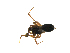  ( - CCDB-21419-G11)  @12 [ ] CreativeCommons - Attribution (2014) G. Blagoev Centre for Biodiversity Genomics