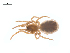  (Lathys foxi - CCDB-28549-A04)  @11 [ ] CreativeCommons - Attribution (2015) G. Blagoev Centre for Biodiversity Genomics