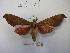  ( - BC-MNHNJP0479)  @13 [ ] Copyright (2010) Unspecified Museum National d`Histoire Naturelle, Paris