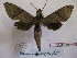  ( - BC-MNHNJP0488)  @13 [ ] Copyright (2010) Unspecified Museum National d`Histoire Naturelle, Paris