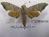  ( - BC-MNHNJP0526)  @14 [ ] Copyright (2010) Unspecified Museum National d`Histoire Naturelle, Paris