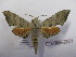  ( - BC-MNHNJP0527)  @13 [ ] Copyright (2010) Unspecified Museum National d`Histoire Naturelle, Paris