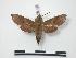  ( - BC-MNHN0091)  @13 [ ] Copyright (2010) Unspecified Museum National d`Histoire Naturelle, Paris