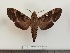  ( - BC-MNHN-LEP01791)  @11 [ ] creative common (2022) Rodolphe Rougerie Museum national d´Histoire naturelle, Paris