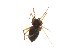  (Agyneta nigripes - AKR_1036)  @12 [ ] CreativeCommons - Attribution Non-Commercial Share-Alike (2015) Unspecified Tromso University Museum