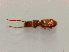  (Cryptolestes sp. SCU-1 - SCU016)  @12 [ ] CreativeCommons - Attribution Share-Alike (2016) Unspecified Sunchon University