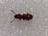  (Cryptolestes capensis - SCU126)  @11 [ ] CreativeCommons - Attribution Share-Alike (2016) Unspecified Sunchon University