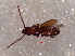  (Cryptolestes pusillus - SCU195)  @13 [ ] CreativeCommons - Attribution Share-Alike (2016) Unspecified Sunchon University