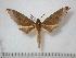  ( - BC-Basq0160)  @14 [ ] Copyright (2010) Unspecified Research Collection of Patrick Basquin