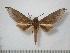  ( - BC-Basq0161)  @14 [ ] Copyright (2010) Unspecified Research Collection of Patrick Basquin