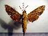  ( - BC-Basq 2044)  @13 [ ] Copyright (2010) Unspecified Research Collection of Patrick Basquin
