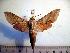  ( - BC-Basq 2083)  @14 [ ] Copyright (2010) Unspecified Research Collection of Patrick Basquin