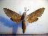  ( - BC-Basq 2088)  @13 [ ] Copyright (2010) Unspecified Research Collection of Patrick Basquin