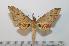  (Platysphinx vicaria vicaria - BC-Basq 2116)  @14 [ ] Copyright (2010) Unspecified Research Collection of Patrick Basquin
