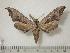  ( - BC-Basq0245)  @14 [ ] Copyright (2010) Unspecified Research Collection of Patrick Basquin