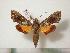  ( - BC-Basq0390)  @14 [ ] Copyright (2010) Unspecified Research Collection of Patrick Basquin