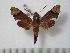  (Temnora zantus - BC-Basq0428)  @14 [ ] Copyright (2010) Unspecified Research Collection of Patrick Basquin
