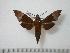  (Temnora angulosa - BC-Basq0441)  @14 [ ] Copyright (2010) Unspecified Research Collection of Patrick Basquin