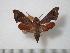 (Temnora argyropeza - BC-Basq0475)  @13 [ ] Copyright (2010) Unspecified Research Collection of Patrick Basquin