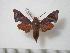  ( - BC-Basq0479)  @13 [ ] Copyright (2010) Unspecified Research Collection of Patrick Basquin