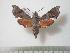  ( - BC-Basq0496)  @14 [ ] Copyright (2010) Unspecified Research Collection of Patrick Basquin