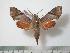  (Temnora nitida - BC-Basq0499)  @14 [ ] Copyright (2010) Unspecified Research Collection of Patrick Basquin