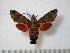  (Macroglossum milvus - BC-Basq0537)  @14 [ ] Copyright (2010) Unspecified Research Collection of Patrick Basquin