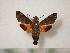  (Macroglossum aesalon - BC-Basq0541)  @14 [ ] Copyright (2010) Unspecified Research Collection of Patrick Basquin