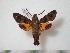  ( - BC-Basq0542)  @14 [ ] Copyright (2010) Unspecified Research Collection of Patrick Basquin