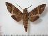  (Nephele oenopion transitoria - BC-Basq0592)  @14 [ ] Copyright (2010) Unspecified Research Collection of Patrick Basquin