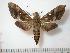  ( - BC-Basq0599)  @14 [ ] Copyright (2010) Unspecified Research Collection of Patrick Basquin