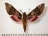  ( - BC-Basq0648)  @13 [ ] Copyright (2010) Unspecified Research Collection of Patrick Basquin