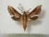  ( - BC-Basq0703)  @14 [ ] Copyright (2010) Unspecified Research Collection of Patrick Basquin