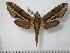  (Centroctena - BC-Basq0741)  @14 [ ] Copyright (2010) Unspecified Research Collection of Patrick Basquin