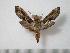  (Theretra orpheus - BC-Basq0749)  @14 [ ] Copyright (2010) Unspecified Research Collection of Patrick Basquin