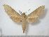  (Theretra tessmanni - BC-Basq0759)  @14 [ ] Copyright (2010) Unspecified Research Collection of Patrick Basquin