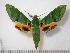  (Euchloron megaera lacordairei - BC-Basq0764)  @15 [ ] Copyright (2010) Unspecified Research Collection of Patrick Basquin