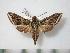  (Theretra griseomarginata - BC-Basq0769)  @14 [ ] Copyright (2010) Unspecified Research Collection of Patrick Basquin