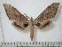  ( - BC-Basq0087)  @14 [ ] Copyright (2010) Unspecified Research Collection of Patrick Basquin