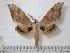  ( - BC-Basq0090)  @14 [ ] Copyright (2010) Unspecified Research Collection of Patrick Basquin