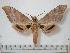  ( - BC-Basq0093)  @14 [ ] Copyright (2010) Unspecified Research Collection of Patrick Basquin