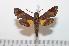  (Temnora scheveni - BC-Basq 2187)  @14 [ ] Copyright (2010) Unspecified Research Collection of Patrick Basquin
