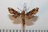 (Theretra orpheus intensa - BC-Basq 2537)  @14 [ ] Copyright (2010) Unspecified Research Collection of Patrick Basquin
