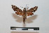  ( - BC-Basq 2752)  @13 [ ] Copyright (2010) Unspecified Research Collection of Patrick Basquin