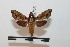  ( - BC-Basq 2761)  @11 [ ] Copyright (2010) Unspecified Research Collection of Patrick Basquin