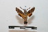  ( - BC-Basq 2766)  @11 [ ] Copyright (2010) Unspecified Research Collection of Patrick Basquin