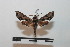  ( - BC-Basq 2783)  @13 [ ] Copyright (2010) Unspecified Research Collection of Patrick Basquin