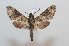  ( - BC-Basq 2580)  @14 [ ] Copyright (2010) Unspecified Research Collection of Patrick Basquin