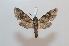  ( - BC-Basq 2581)  @13 [ ] Copyright (2010) Unspecified Research Collection of Patrick Basquin